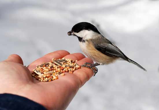Feeding-Birds