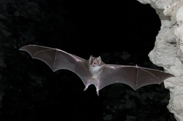 bat