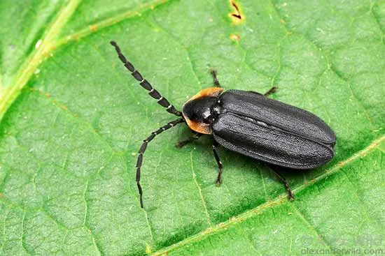 The-Firefly-that-world-not-glow