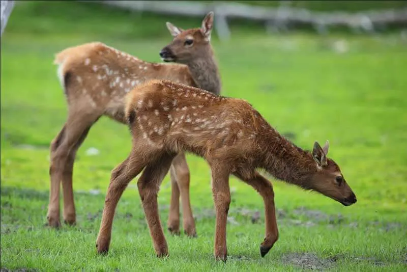 articles-on-wildlife-conservation