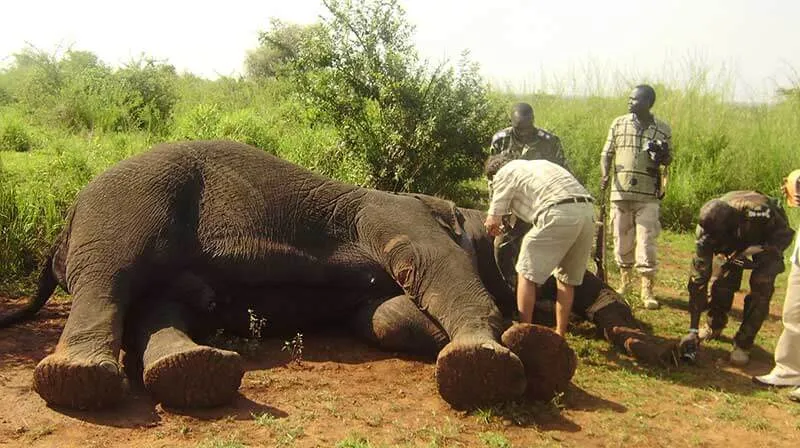 essay-on-wildlife-protection